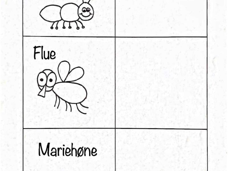 Hvilke insekter bor hvor?